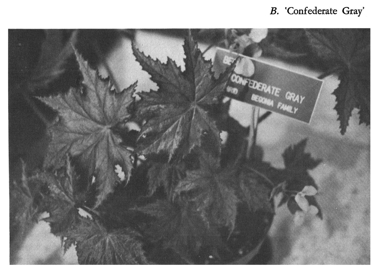 B. ‘Confederate Gray’
